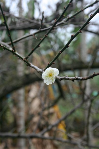 plum flower from a tree growing within the block.