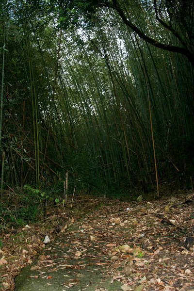first of many nature trips to take pictures, this one is at a bend in the road with a mini forest of bamboo.
