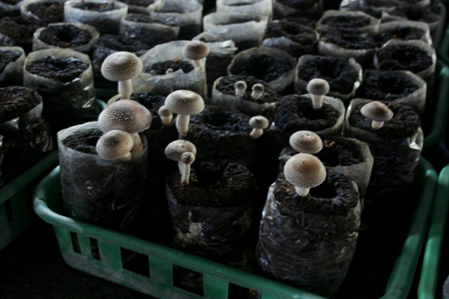 shrooms!! taking a picture in a very dark place, didn\'t kno how they were grown. now I have an idea