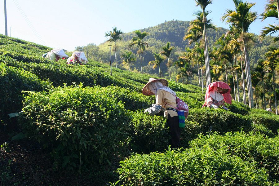 people picking tea leaves on the side of the mountain, these aren\'t young women either, they look some were in their 60\'s