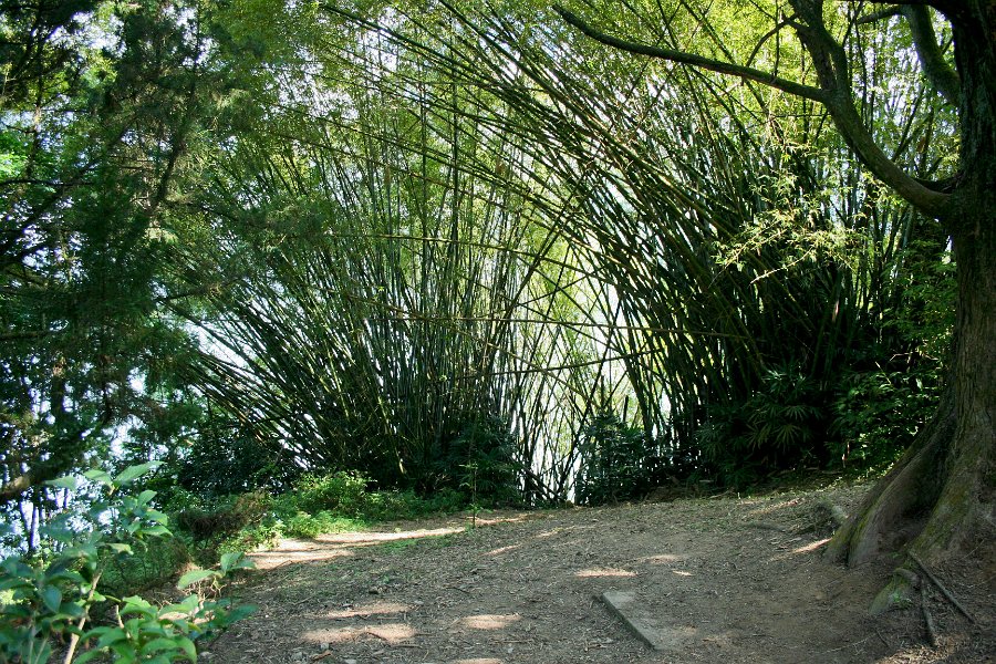 a bunch of bamboo