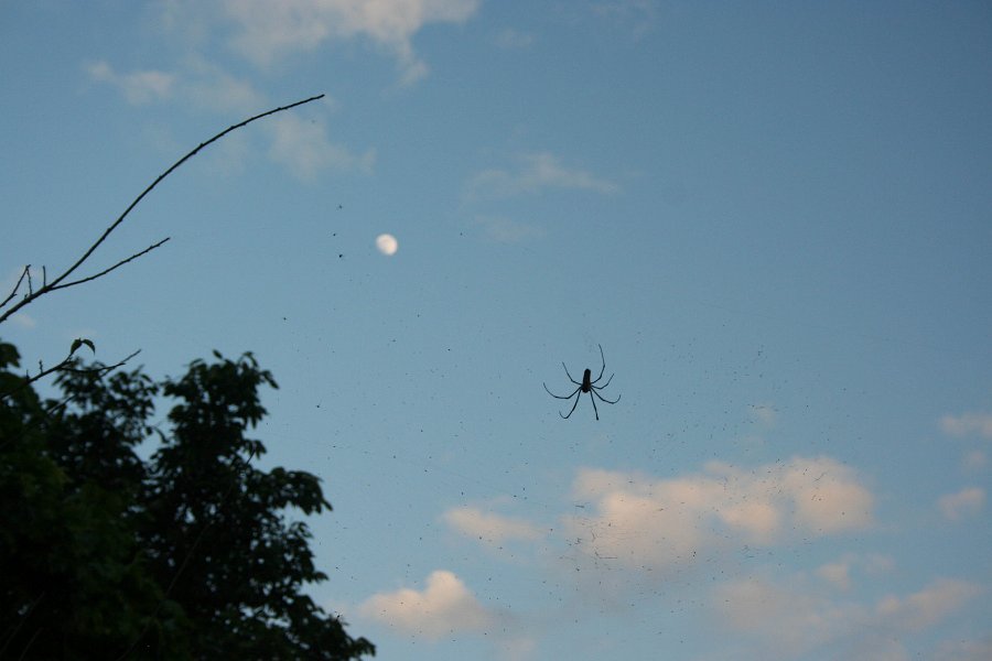 the spider is about the size of my palm with legs!! it\'s jsut hanging out 12 feet in the air
