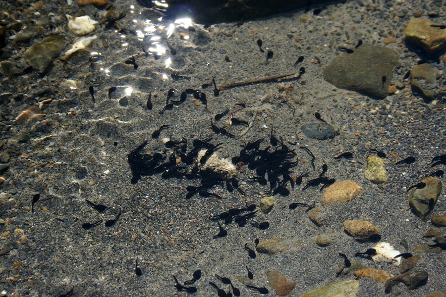 tadpoles, I stepped in the water and they were under my feet. oops.